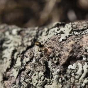 Araneidae (family) at Michelago, NSW - 21 Jun 2018 02:40 PM