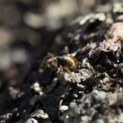 Araneidae (family) at Michelago, NSW - 21 Jun 2018