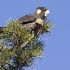 Zanda funerea (Yellow-tailed Black-Cockatoo) at Jerrabomberra Wetlands - 1 Jul 2018 by Alison Milton