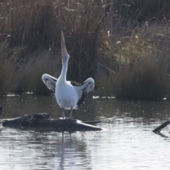 Pelecanus conspicillatus (Australian Pelican) at Fyshwick, ACT - 1 Jul 2018 by Alison Milton