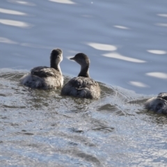 Poliocephalus poliocephalus (Hoary-headed Grebe) at Fyshwick, ACT - 2 Jul 2018 by AlisonMilton