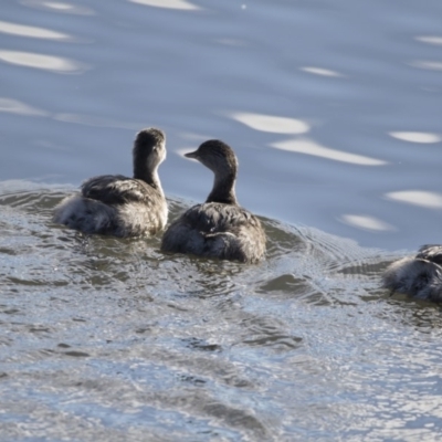 Poliocephalus poliocephalus (Hoary-headed Grebe) at Fyshwick, ACT - 2 Jul 2018 by AlisonMilton