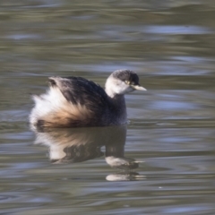 Tachybaptus novaehollandiae (Australasian Grebe) at Fyshwick, ACT - 1 Jul 2018 by Alison Milton