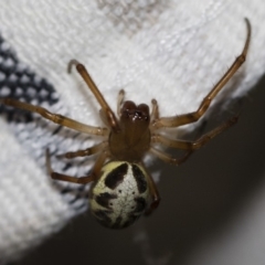 Phonognatha graeffei (Leaf Curling Spider) at Illilanga & Baroona - 29 Jan 2018 by Illilanga