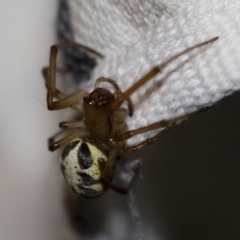 Phonognatha graeffei at Michelago, NSW - 30 Jan 2018 04:56 AM