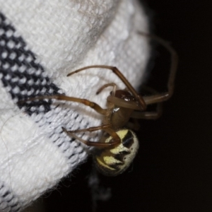 Phonognatha graeffei at Michelago, NSW - 30 Jan 2018