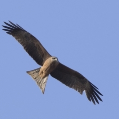 Milvus migrans (Black Kite) at Fyshwick, ACT - 2 Jul 2018 by AlisonMilton