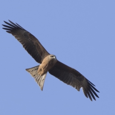 Milvus migrans (Black Kite) at Fyshwick, ACT - 2 Jul 2018 by AlisonMilton