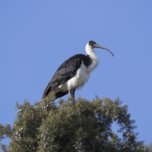 Threskiornis spinicollis at Fyshwick, ACT - 2 Jul 2018 10:14 AM