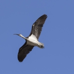 Threskiornis spinicollis at Fyshwick, ACT - 2 Jul 2018 10:14 AM