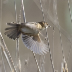 Cisticola exilis (Golden-headed Cisticola) at Fyshwick, ACT - 2 Jul 2018 by Alison Milton