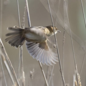 Cisticola exilis at Fyshwick, ACT - 2 Jul 2018 10:28 AM