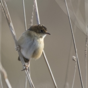 Cisticola exilis at Fyshwick, ACT - 2 Jul 2018 10:28 AM