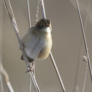 Cisticola exilis at Fyshwick, ACT - 2 Jul 2018 10:28 AM