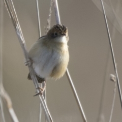 Cisticola exilis at Fyshwick, ACT - 2 Jul 2018