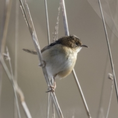 Cisticola exilis at Fyshwick, ACT - 2 Jul 2018 10:28 AM