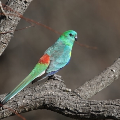 Psephotus haematonotus (Red-rumped Parrot) at Jerrabomberra Wetlands - 2 Jul 2018 by Alison Milton