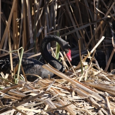 Cygnus atratus (Black Swan) at Jerrabomberra Wetlands - 2 Jul 2018 by AlisonMilton