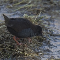 Zapornia tabuensis (Spotless Crake) at Fyshwick, ACT - 2 Jul 2018 by Alison Milton