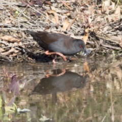 Zapornia tabuensis at Fyshwick, ACT - 2 Jul 2018 11:45 AM