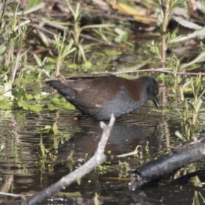 Zapornia tabuensis at Fyshwick, ACT - 2 Jul 2018