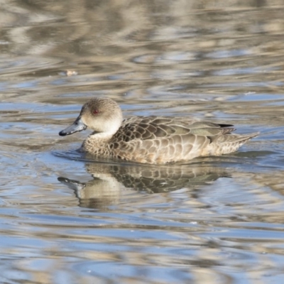 Anas gracilis (Grey Teal) at Fyshwick, ACT - 2 Jul 2018 by AlisonMilton