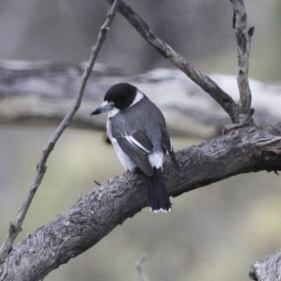 Cracticus torquatus (Grey Butcherbird) at Michelago, NSW - 3 Jun 2012 by Illilanga