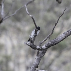 Cracticus torquatus at Michelago, NSW - 3 Jun 2012