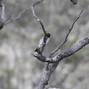 Cracticus torquatus at Michelago, NSW - 3 Jun 2012 12:02 PM