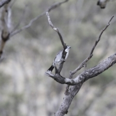 Cracticus torquatus at Michelago, NSW - 3 Jun 2012 12:02 PM