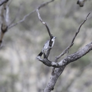 Cracticus torquatus at Michelago, NSW - 3 Jun 2012 12:02 PM