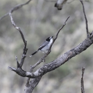 Cracticus torquatus at Michelago, NSW - 3 Jun 2012 12:02 PM