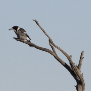 Cracticus torquatus at Michelago, NSW - 24 May 2015