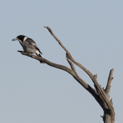Cracticus torquatus (Grey Butcherbird) at Michelago, NSW - 24 May 2015 by Illilanga