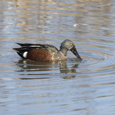 Spatula rhynchotis (Australasian Shoveler) at Fyshwick, ACT - 2 Jul 2018 by AlisonMilton