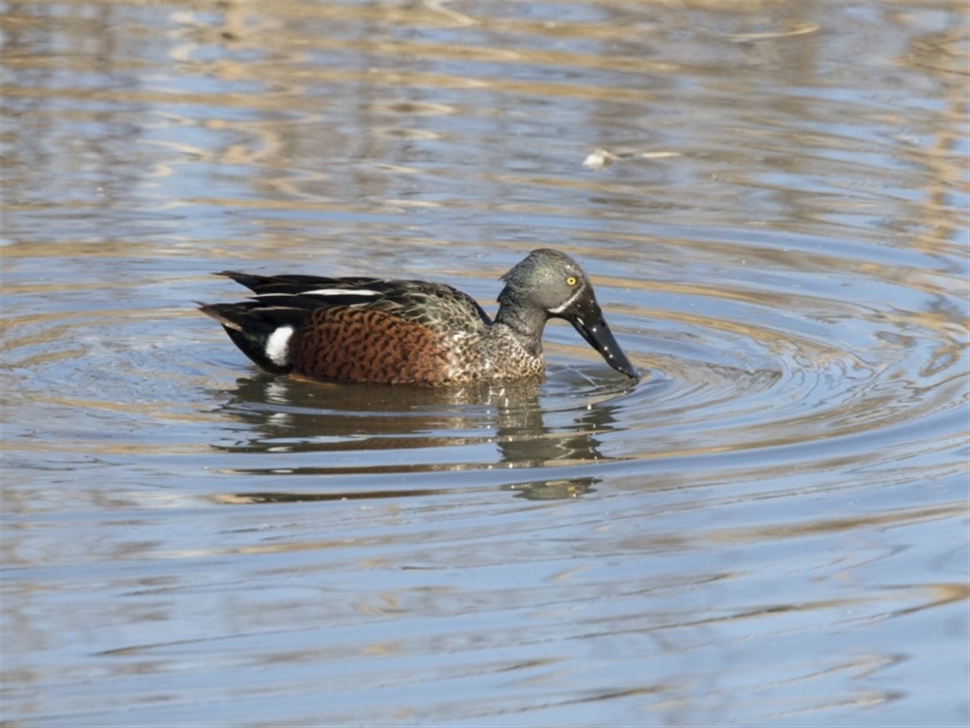 Spatula rhynchotis at Fyshwick, ACT - 2 Jul 2018 11:53 AM