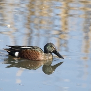 Spatula rhynchotis at Fyshwick, ACT - 2 Jul 2018