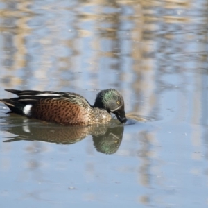 Spatula rhynchotis at Fyshwick, ACT - 2 Jul 2018 11:53 AM