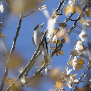 Cracticus torquatus at Michelago, NSW - 7 May 2018