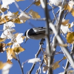 Cracticus torquatus at Michelago, NSW - 7 May 2018