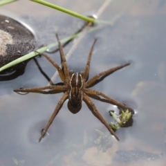 Pisauridae (family) (Water spider) at Michelago, NSW - 28 Nov 2011 by Illilanga