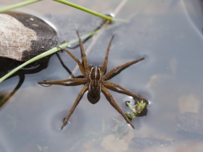 Pisauridae (family) (Water spider) at Michelago, NSW - 28 Nov 2011 by Illilanga