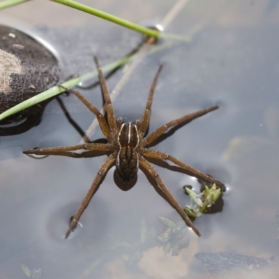 Pisauridae (family) (Water spider) at Illilanga & Baroona - 28 Nov 2011 by Illilanga