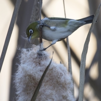 Zosterops lateralis (Silvereye) at Fyshwick, ACT - 2 Jul 2018 by AlisonMilton