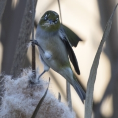 Zosterops lateralis at Fyshwick, ACT - 2 Jul 2018 12:05 PM