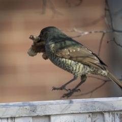 Ptilonorhynchus violaceus (Satin Bowerbird) at Kingston, ACT - 2 Jul 2018 by Alison Milton