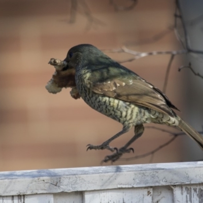 Ptilonorhynchus violaceus (Satin Bowerbird) at Kingston, ACT - 2 Jul 2018 by Alison Milton