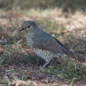 Ptilonorhynchus violaceus at Kingston, ACT - 2 Jul 2018