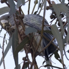 Callocephalon fimbriatum (Gang-gang Cockatoo) at Kingston, ACT - 2 Jul 2018 by Alison Milton