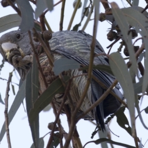 Callocephalon fimbriatum at Kingston, ACT - 2 Jul 2018